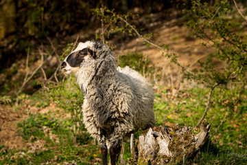 Naklejka na ściany i meble Lone sheep in meadow - spring time