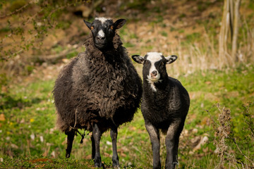 Fototapeta premium Sheep and lamb pasture on the green field