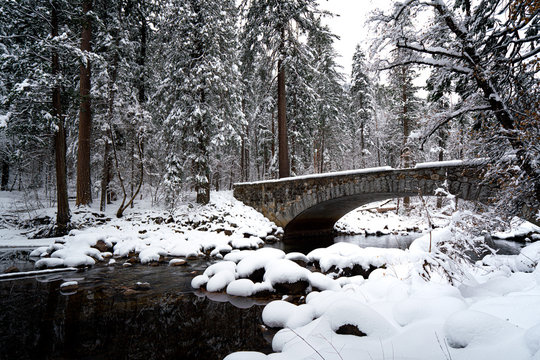 View of bridge over river with trees in forest in winter