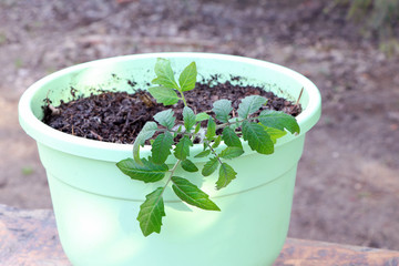 Young plant of tomatoes. Tomato seedlings in a pot. Gardening. Growing tomatoes. Young sprout. Seeding tomato.