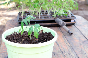 Young plant of tomatoes. Tomato seedlings in a pot. Gardening. Growing tomatoes. Young sprout. Seeding tomato.