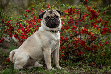 young pug sits by a bush of red flowers