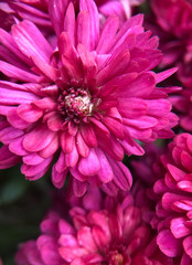 Pink Flower
