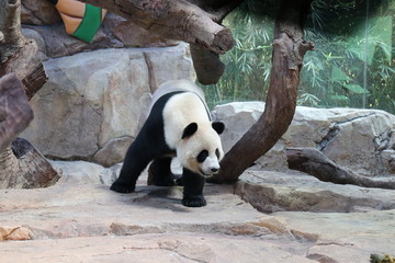 giant panda bear