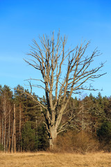 Old tree without foliage