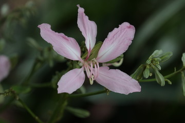 Close up Pink Lily Flower 