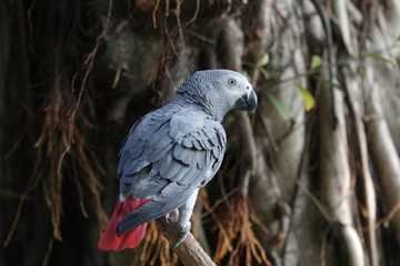 Close up Standing  Blue Parrot 