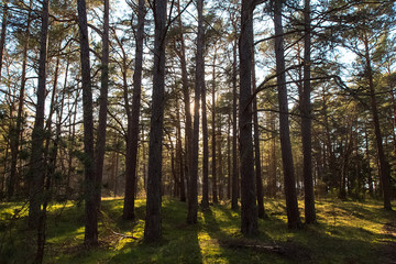Fototapeta premium Pine forest in backlight