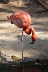 Close up  Standing Orange Flamingo Bird