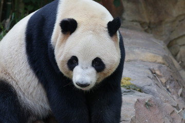 Obraz premium Close up Giant Panda , Meng Meng, one of the Triplet Panda in Guangzhou , China