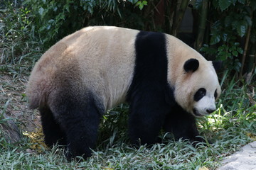 Obraz premium Close up Giant Panda , Meng Meng, one of the Triplet Panda in Guangzhou , China