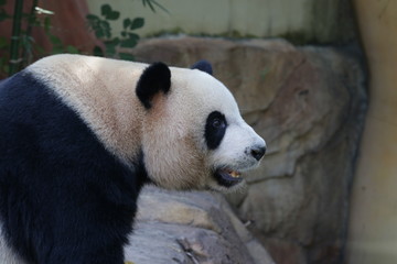Fototapeta premium Close up Giant Panda , Meng Meng, one of the Triplet Panda in Guangzhou , China