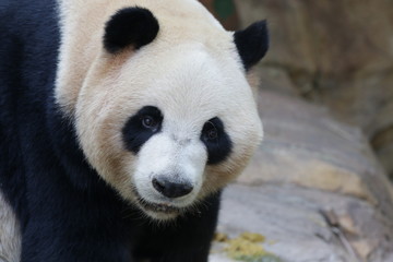 Fototapeta premium Close up Giant Panda , Meng Meng, one of the Triplet Panda in Guangzhou , China