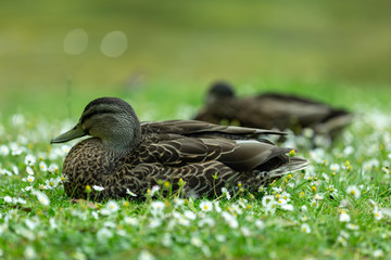Mallard duck on the grass with white flower.
