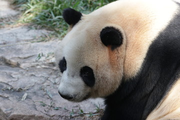 Fototapeta premium One of Triplet Panda in Chimelong Safari, Guangzhou, China