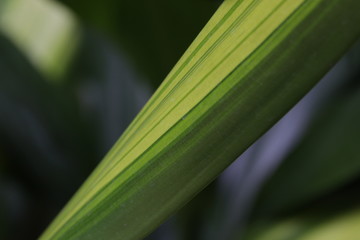 texture and Pattern on the Leaf