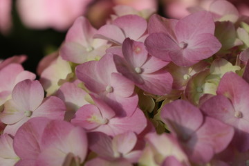 Fototapeta na wymiar Close up Blooming Pink Hydrangea Flower in Spring