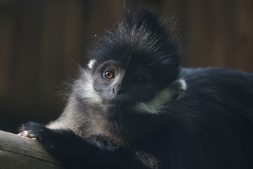 Obraz premium Close up Black crested mangabey monkey