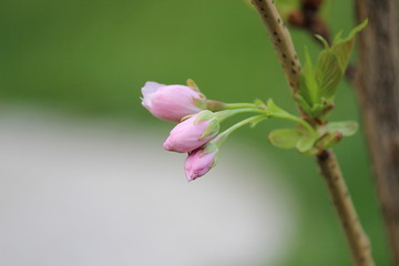 Obraz premium Japanese cherry blossom buds