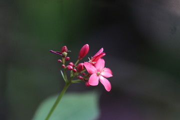 Close up  Blooming Red Flower,  Peregrina, Spicy Jatropha