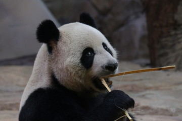 Fototapeta premium Close up Funny Acting of Giant Panda while eating bamboo, China