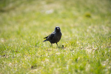 On a sunny day, the jackdaw looks for food in the green grass.