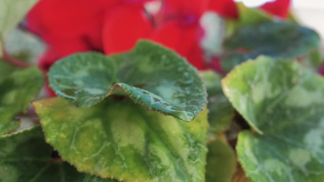 Macro de gotas de agua cayendo en c&aacute;mara lenta de conjunto de hojas verdes con p&eacute;talos rojos de fondo en planta de maceta