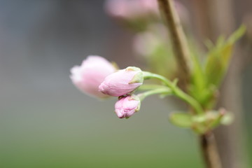Japanische Kirschblütenknospe