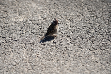 On a sunny day the sparrow is looking for food on the ground.