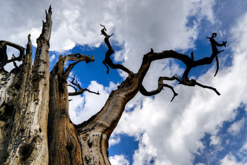 Remnants of a burned pinion pine against a cloudy sky