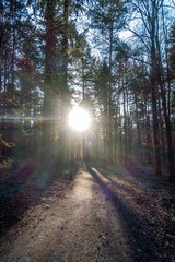 Sonnenstrahlen scheinen auf Waldweg