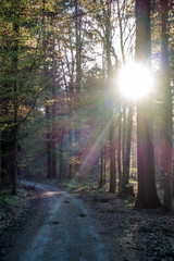 Sonnenstrahlen scheinen auf Waldweg