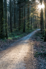 Fototapeta premium Sonnenstrahlen scheinen auf Waldweg