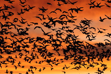 Snow geese in the dawn, Bosque del Apache, New Mexico USA