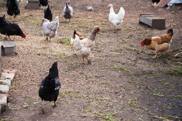 Free range chickens roam the yard