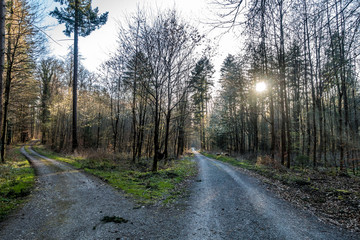 Sonnenstrahlen scheinen auf Waldweg
