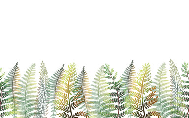 Forest floral seamless border, card template with hand drawn greenn fern leaves on white background