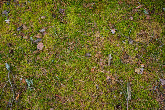 Forest Soil with Grass