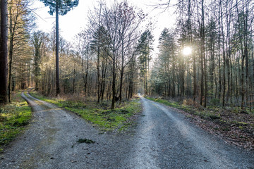 Sonnenstrahlen scheinen auf Waldweg