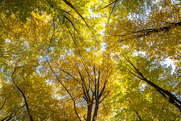 Perspective from down to up view of autumn forest with bright orange and yellow leaves. Dense woods with thick canopies in sunny fall weather.