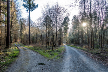 Fototapeta premium Sonnenstrahlen scheinen auf Waldweg