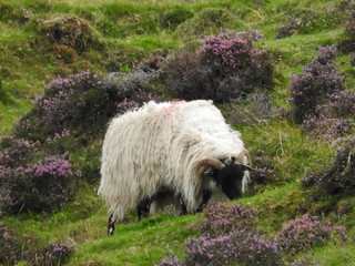 Moutons irlandais &agrave; t&ecirc;te noire dans la r&eacute;gion de Cork.