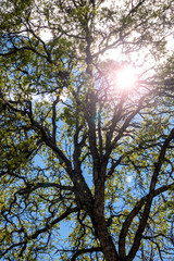 Fototapeta premium Sun Flare