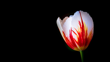 White and red tulip on black background. Spring garden, floral background