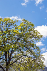 Obraz premium Spring Oak 2