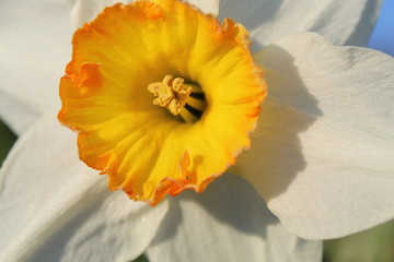 White daffodil close up