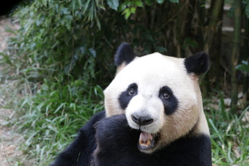 Fototapeta na wymiar giant panda eating bamboo