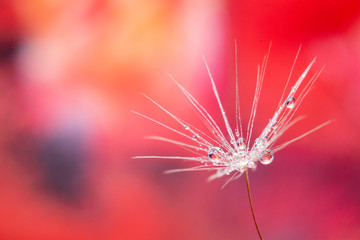 dandelion seed head with waterdrops 