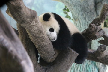 Sleeping Panda on the Tree, china
