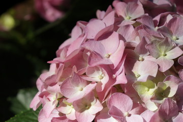 Close up Pink Hydrangea Flower